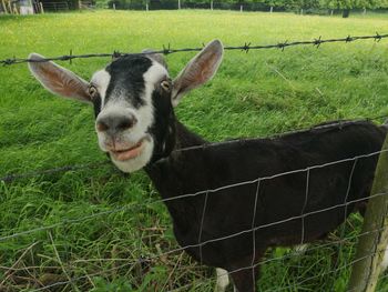 Portrait of sheep standing in field