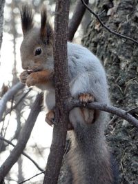 Close-up of squirrel on tree