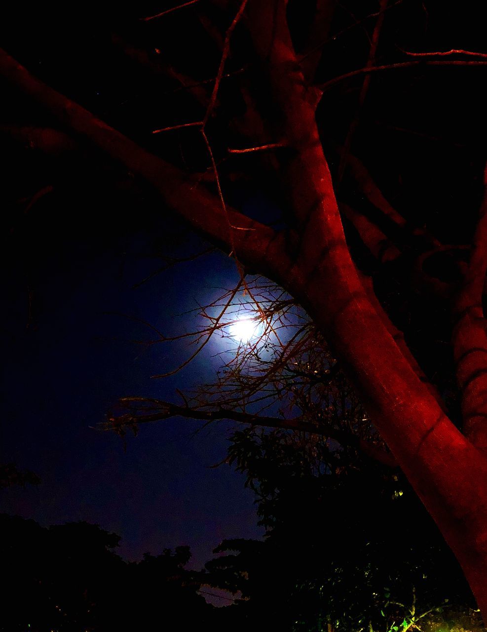 tree, night, nature, tranquility, tree trunk, tranquil scene, beauty in nature, outdoors, low angle view, scenics, growth, branch, no people, sky, astronomy