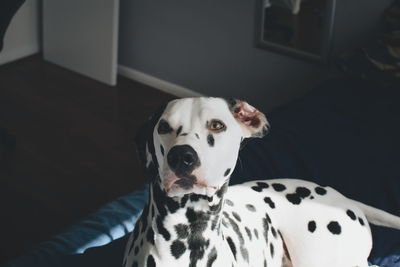 High angle view of dalmatian on bed