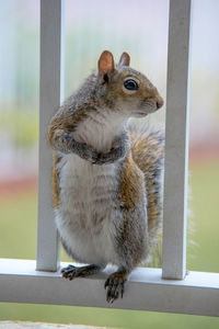 Close-up of squirrel