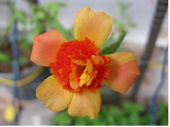 Close-up of flower against blurred background