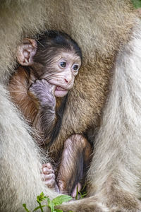 Close-up of monkey eating