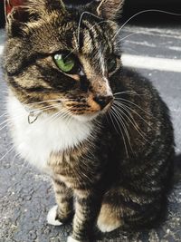 Close-up portrait of cat sitting