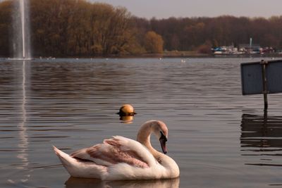 Swans swimming in lake