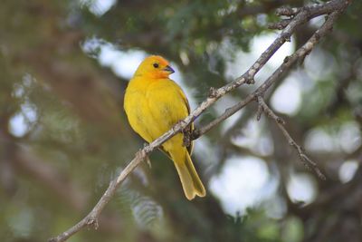 Low angle view of bird perching on tree