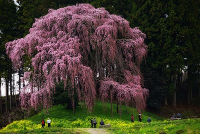 Trees in park