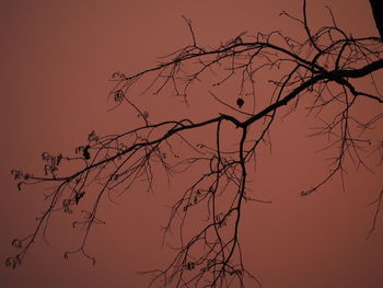 Low angle view of silhouette bare tree against sky at sunset