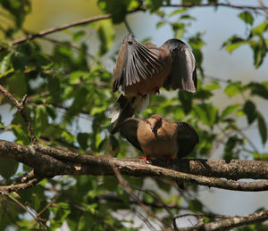 Low angle view of birds perching on branch