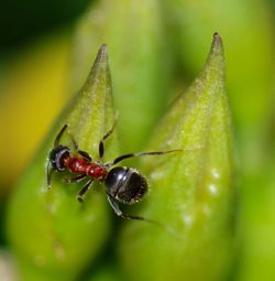 Close-up of ant on leaf