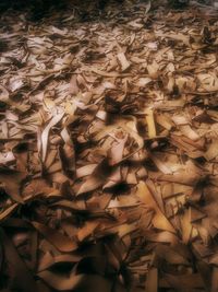 Full frame shot of leaves