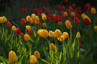 Close-up of tulips blooming on field