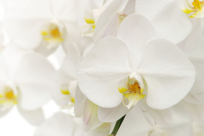 Close-up of white flowers