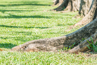 View of an animal on field