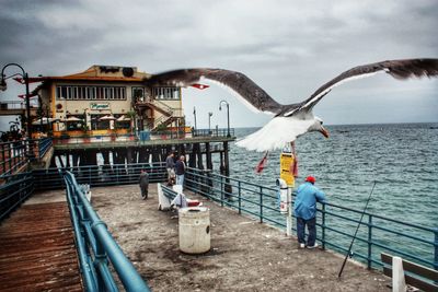 Seagulls flying over sea against sky