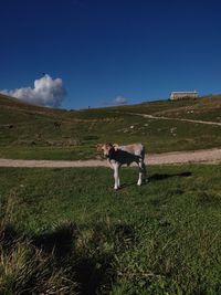 Rear view of man walking on mountain