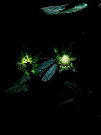 Close-up of flowering plant against black background