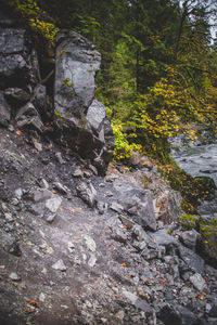 Rocks and trees in forest