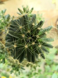 Close-up of dandelion on cactus
