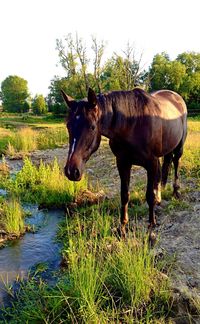 Horse standing in grass against clear sky
