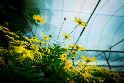 Close-up of yellow flowers