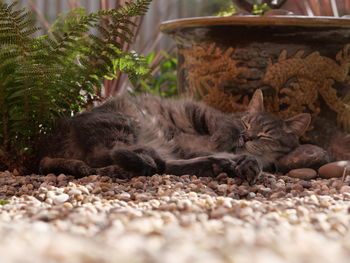 View of a sleeping cat