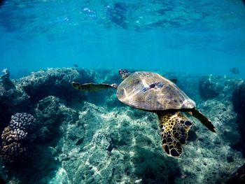 Turtle swimming in sea