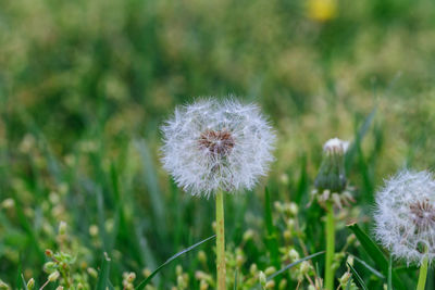 Close-up of dandelion flowers on land