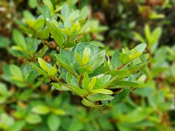 Close-up of green leaves