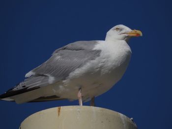 Low angle view of bird against clear sky