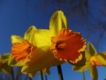 Close-up of yellow flower