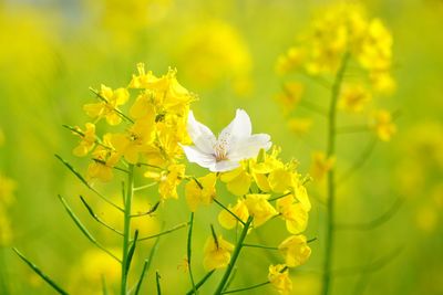 Close-up of yellow flowering plant