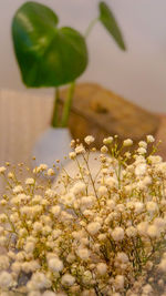 Close-up of white flowering plants on field