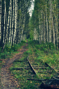 Trail amidst trees in forest