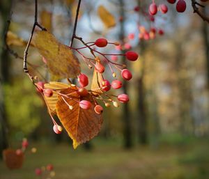 Close-up of leaves hanging on tree