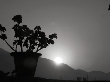 Low angle view of silhouette trees against sky during sunset