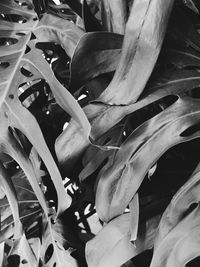 Close-up of plant