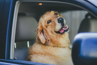 Portrait of dog sitting in car