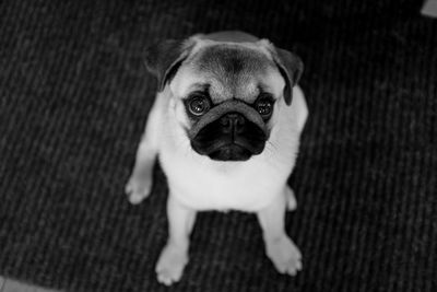 Portrait of pug on rug at home