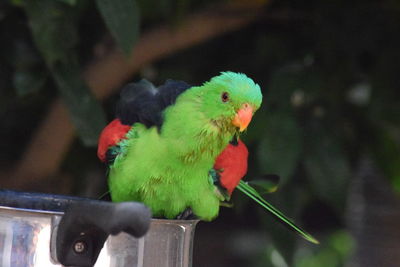 Close-up of parrot perching on leaf