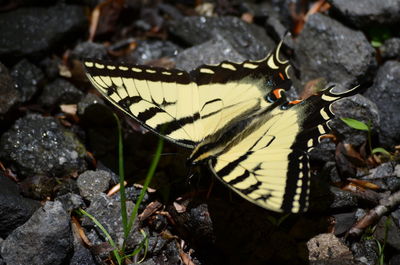 Close-up of butterfly on leaves