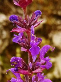 Close-up of wet purple flowers blooming outdoors