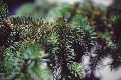 Close-up of pine tree