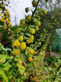 Close-up of yellow flowers growing on tree