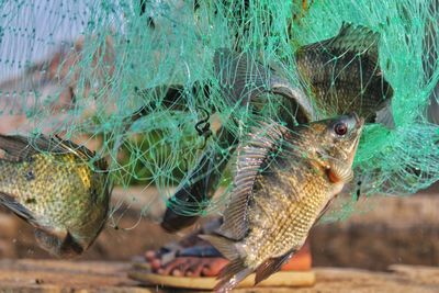 Close-up of fish in cage
