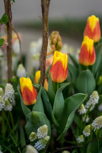 Close-up of flowering plants