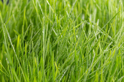 Full frame shot of wet plants growing on field