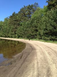 Road amidst trees in forest against sky