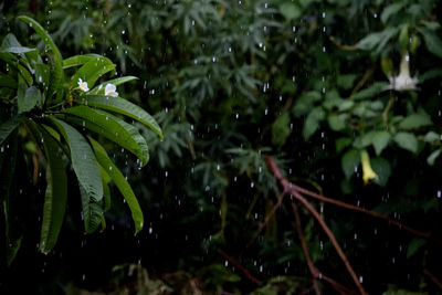 Close-up of wet plant leaves during rainy season