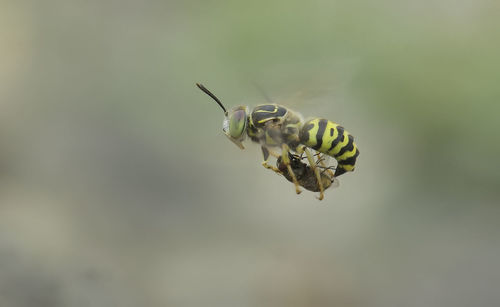 Close-up of insect